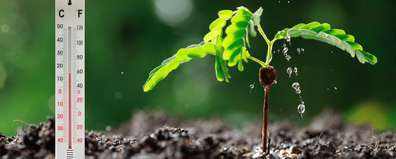 Impacto de la Temperatura del Suelo en AgriCultura