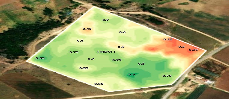  Indice MultiSpectral NDVI